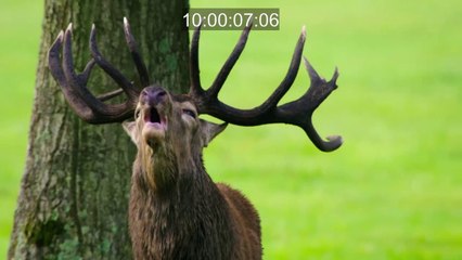 Animalier Narration (2019) | Voice by Benoît Rivillon 🎙️