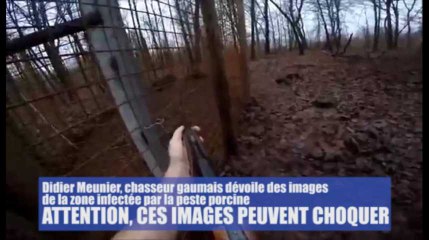 Didier Meunier, chasseur gaumais, dévoile des images de la zone infectée par la peste porcine. Attention, ces images peuvent choquer