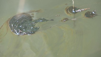 Les conséquences de la fuite de pétrole dans les champs des Yvelines