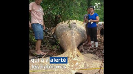 Brésil: Une baleine à bosse retrouvée au milieu de la forêt amazonienne