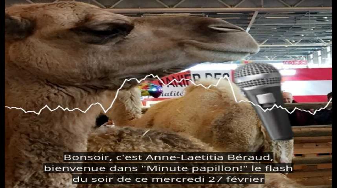 Minute Papillon! Interview soir - 27 février 2018