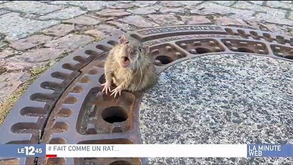 Allemagne : Une dizaine de pompiers se mobilise pour sauver... un rat !