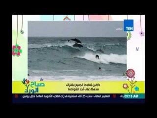 صباح الورد - دلافين تفاجئ الجميع بقفزات بهلوانية على أحد الشواطئ