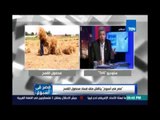 د.سعيد خليل : الفساد والتلاعب في قوت الشعب المصري  المعلن في مصر أكبر 100 مرة من الفساد المخفي