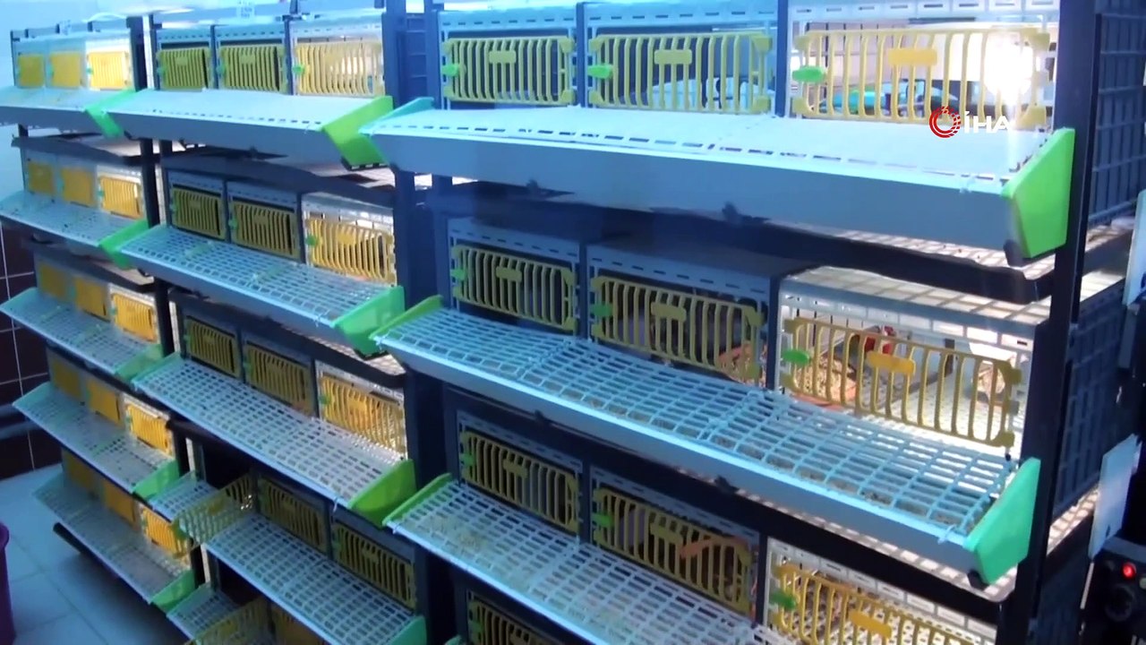 Kınalı keklikler doğanın korunmasına yardımcı oluyor