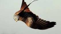 Diều Đỏ [Red Kites] Loài Chim Săn Mồi Đẹp Nhất Và Mồi Độc