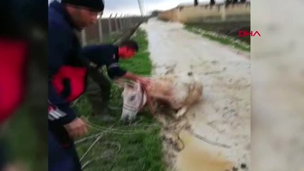 Şanlıurfa'da Sulama Kanalına Düşen At Kurtarıldı