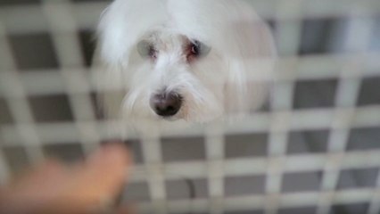 Den Hund als Fracht aufgeben? Lieber nicht!