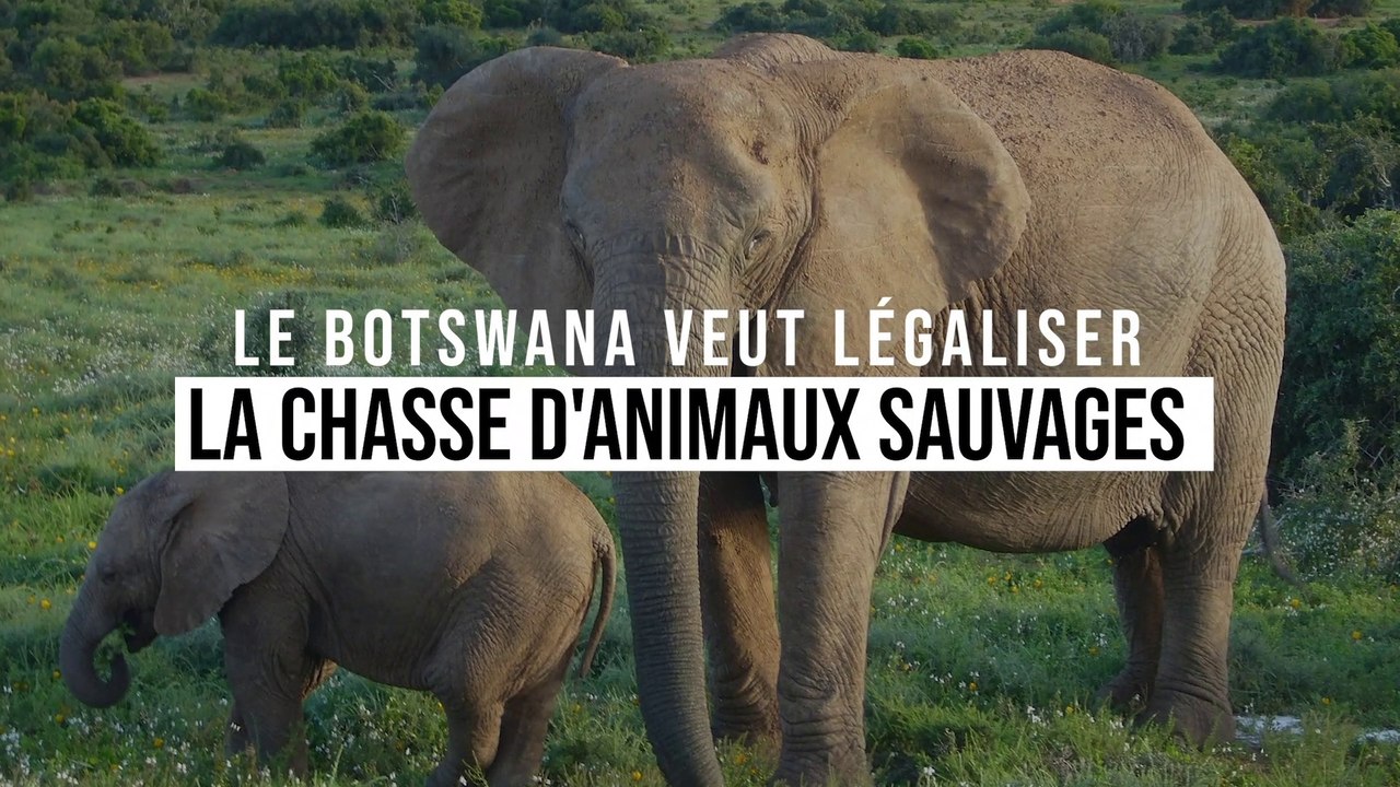 Le Botswana décidé à reprendre la chasse aux animaux sauvages