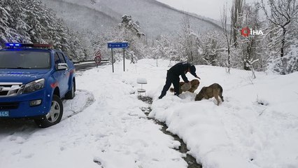 Mehmetçik karda aç kalan hayvanları unutmadı