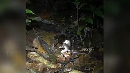 Terrifying Video Shows Giant Tarantula Dragging Away Opposum to Eat