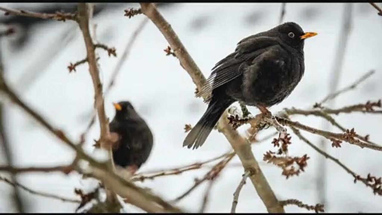 Nature sounds, Blackbirds foraging in garden