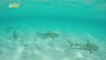 Calling All Thrill Seekers! Resort in the Bahamas Lets Guests Tag Sharks in the Wild