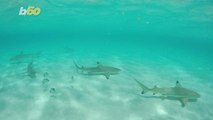 Calling All Thrill Seekers! Resort in the Bahamas Lets Guests Tag Sharks in the Wild