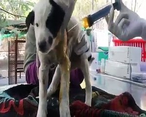 Yaralı Yavrusu İçin Yardım İsteyen Anne Köpek