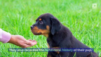 Study Says Owners Shape Their Dog's Personalities