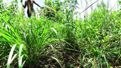 İLKEL YAŞAM TİMSAH YUMURTASI ARAMAK BULUP PİŞİRMEK