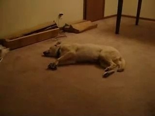 sleep walking dog