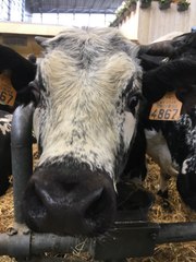 La vache vosgienne star du salon de l'agriculture 2019