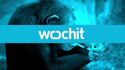 Meet Azalea The Smoking Chimp, Star At North Korea Zoo