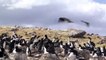 Caracara hawk attempts to steal a baby penguin from a waddle of penguins