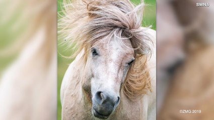 These Wild Horses Have Supermodel Hair