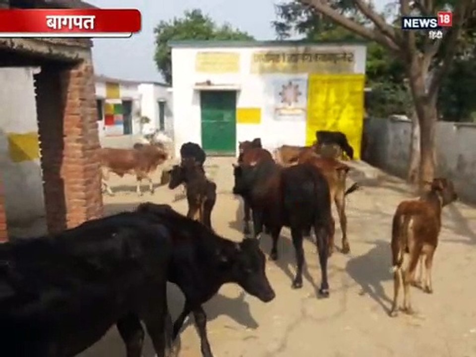 आवारा पशुओं से परेशान किसानों ने कलक्ट्रेट में किया प्रदर्शन