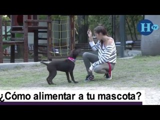 ¿Cómo debemos alimentar a nuestras mascotas?