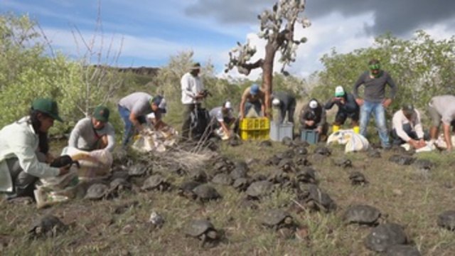 Liberan a 155 tortugas gigantes de un programa de reproducción en Ecuador