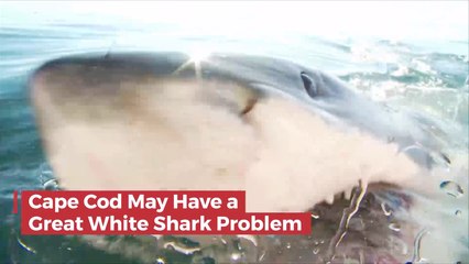 A Real Jaws Movie Is Playing Out In Cape Cod