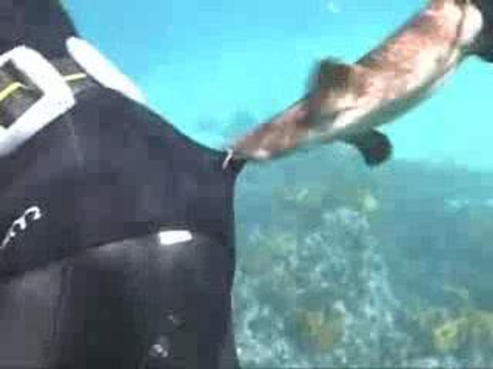 Shark