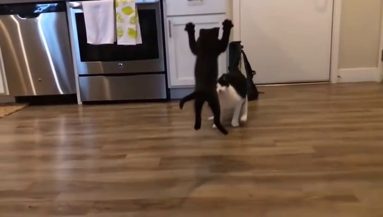 Un chaton prend une petite leçon !