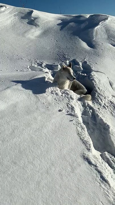 Determined Dog Trudges Through Deep Powder