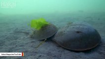 Strange Horseshoe Crabs Found To Be Related To Spiders