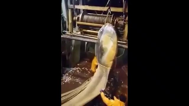 Ces pêcheurs ont attrapé un poisson énorme dans leur filet