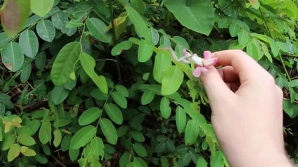 Cette mante religieuse Thaïlandaise est sublime... Une petite fleur