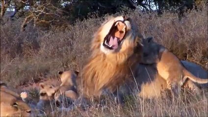 Ce papa lion joue les nounous avec ses lionceaux