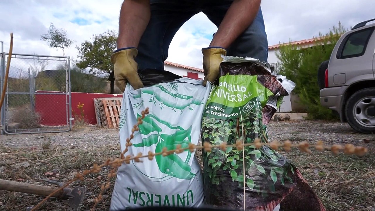 Comment planter un palmier! Jardin dans les montagnes d'Espagne