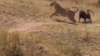 Babuino Expulsa Leoa, Mas Depois Não Teve Sorte