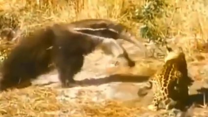 Tamanduá-Bandeira Põe Onça-Pintada Em Sentido