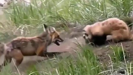 Texugo Sem Chance - Até Filhote De Raposa É Esperto!