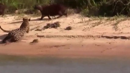 Dessa Vez A Onça Não Deu Qualquer Chance