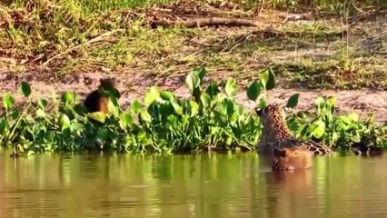 Capivaras Zombam Da Onca-Pintada Em Perigosa Aventura