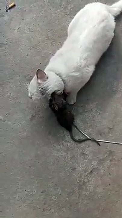 Dog & cat 19
