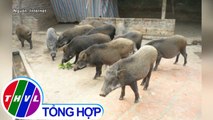 THVL | Phát hiện 2 đàn lợn rừng mắc dịch tả lợn Châu Phi