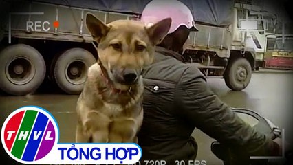 THVL | Hoang mang cảnh chở chó ngồi sau như con người