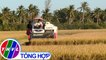 THVL | Chuyện hôm nay: Biến động thị trường lúa Đông Xuân