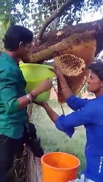 Honey bees- crazy guys taking wild honeycomb from the bees without protection. They are going to be in pain later!