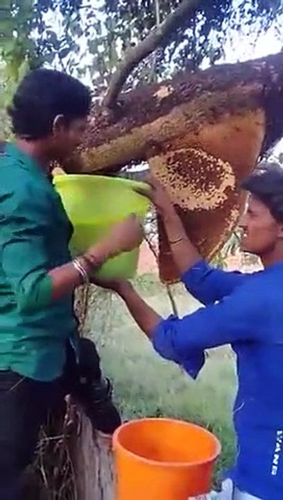 Honey bees- crazy guys taking wild honeycomb fr...
