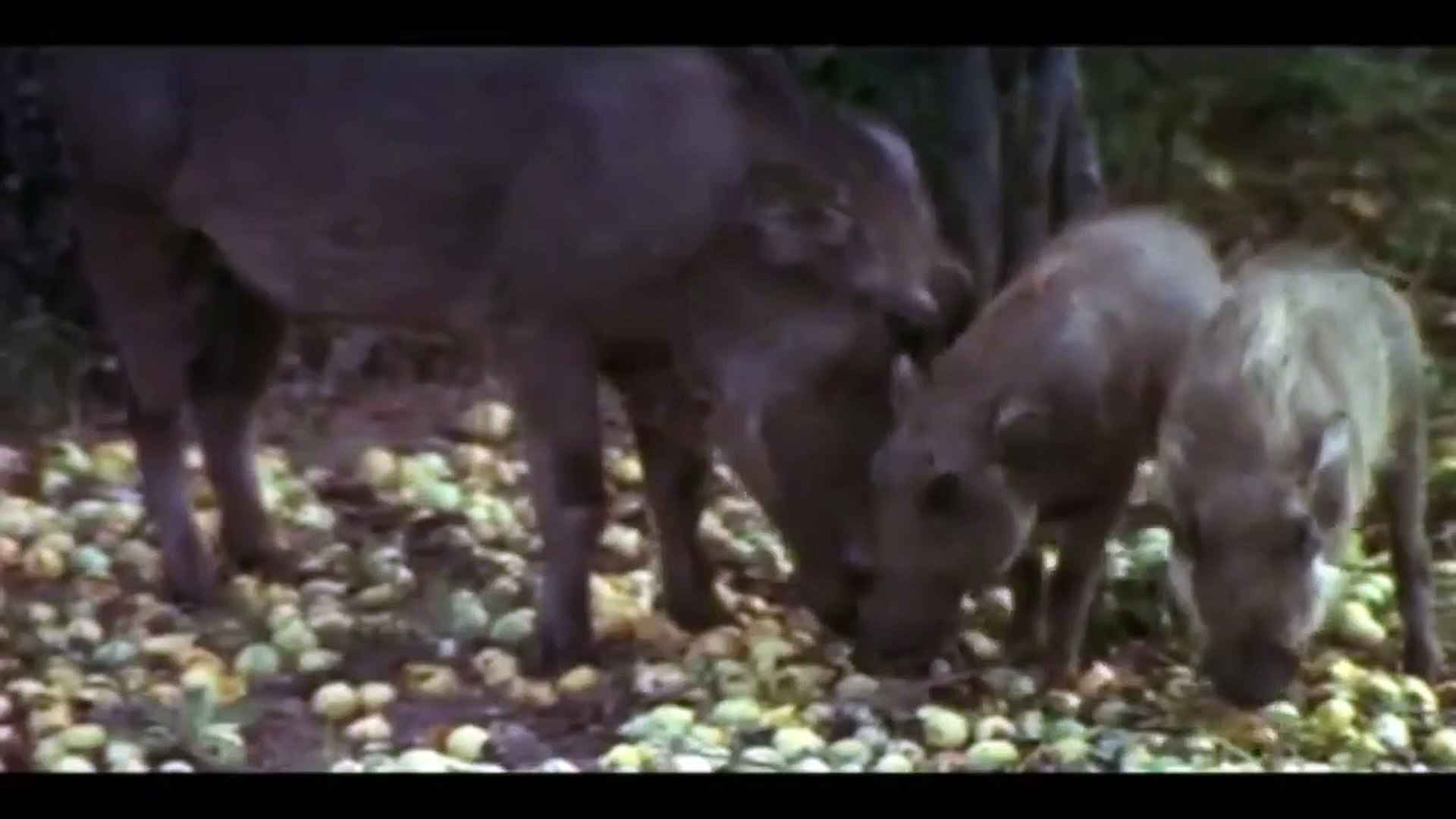 Animals Are Beautiful People Movie (1974) - video Dailymotion